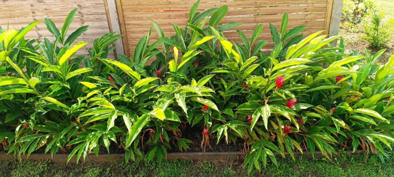 Gite Poz Kreyol Grand Anse Ngoại thất bức ảnh