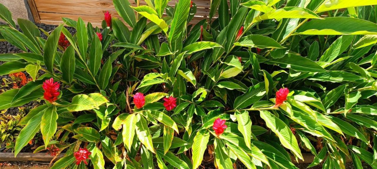 Gite Poz Kreyol Grand Anse Ngoại thất bức ảnh